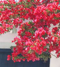 Vouno Sea View Villas in Naxos